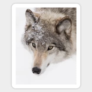 Timber Wolf Sticker